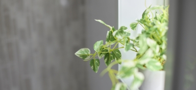 観葉植物写真